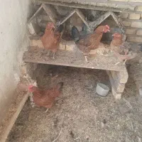 ۴عدد مرغ تخم گذار