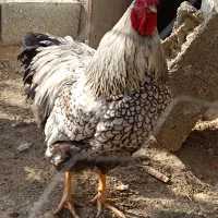 خروس ویاندوت