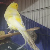 قناری ماده اماده