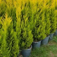 لاوسون ( کاج طلایی )|گل و گیاه طبیعی|شیرود, |دیوار