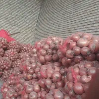 پیاز درجه ۱ صادرات و خوردن وکله برای رستوران