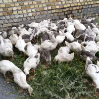 جوجه غاز|حیوانات مزرعه|ساروق, |دیوار