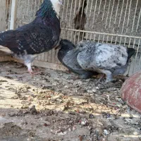 فروش ۳۱ عدد کبوتر جوان|پرنده|بندرعباس, |دیوار