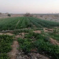 پیاز نشاء|گل و گیاه طبیعی|جیرفت, |دیوار