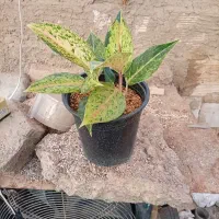 تولید گل و گیاه امیر|گل مصنوعی|مشهد, ویلاشهر|دیوار