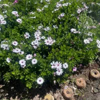 انجام کلیه امور باغبانی در کرج