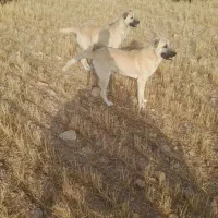 توله سرابی گله ای