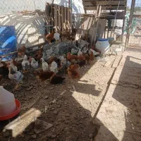 جوجه مرغ درجه یک گلپایگانی