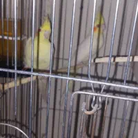 عروس هلندی مولد|پرنده|پیشوا, |دیوار