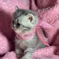 بچه گربه های بریتیش اسکاتیش سیلور و گلد