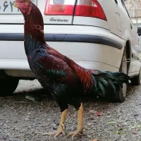 خروس و مرغ اصیل لاری|حیوانات مزرعه|قاسم‌آباد (خواف), |دیوار