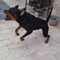 سگ نر روتوایلر اصل