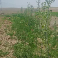 فروش و معاوضه زمین آبی در بیلوردی