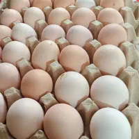 تخم مرغ محلی|خوردنی و آشامیدنی|اهواز, شریعتی جنوبی|دیوار