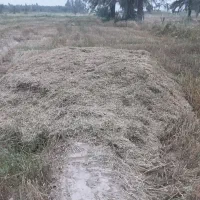 کاه گندم سفید بدون خاک امسال درجه یک