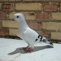 دورگ و رنگی|پرنده|شوشتر, |دیوار