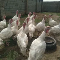 بوقلمون‌گوشتی