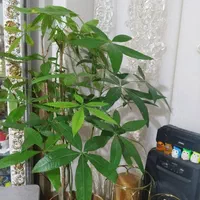 گل پاچیرا|گل و گیاه طبیعی|شیراز, تندگویان|دیوار