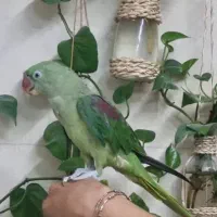 جوجه شاه طوطی نر