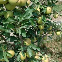 فروش باغ جاده اخلمد(روستای رضاآباد سرهنگ)|فروش زمین و ملک کلنگی|مشهد, یاس|دیوار