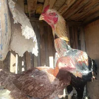 خروس و مرغ لاری و مرغ و خروس آمروک|حیوانات مزرعه|الوند, |دیوار