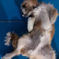 سگ شیتزو تریر