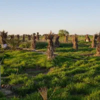 زمین باغ|فروش زمین و ملک کلنگی|هندیجان, |دیوار