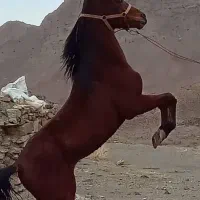 اسب عرب