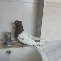 نرکله ای سرخ ب شرط تخم جوجه|پرنده|بروجرد, |دیوار