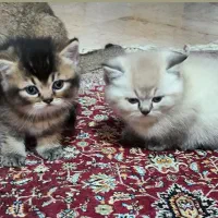گربه بیریتیش مو کوتاه بی نظیر و یک رنگ بسیار خاص