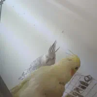 عروس هلندی جفت رو جوجه