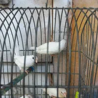 فنچ بنگالی سفید مست مست|پرنده|اهواز, کمپلو جنوبی|دیوار