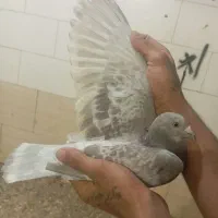 پلاکی نر ماده