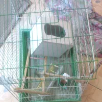 قفس با لوازم