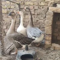 غاز سفید ماده به همراه دوتا غوغاز|حیوانات مزرعه|قزوین, |دیوار