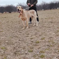 دوعددسگ عراقی یا پژدر