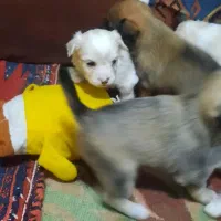 واگذاری|سگ|یزد, |دیوار