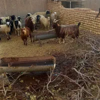 گوسفند فروشی|حیوانات مزرعه|مهریز, |دیوار