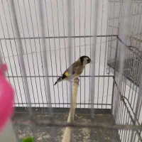 جوجه سهره درجه یک
