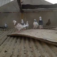بیست و پنج عدد حیوان پرشی