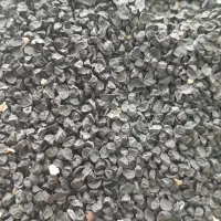 بذر پیاز|خدمات باغبانی و درختکاری|سروآباد, |دیوار