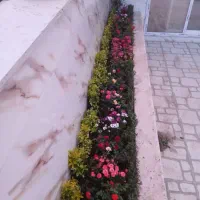 امور خدمات باغبانی گل کاری درخت کاری هرس کاری