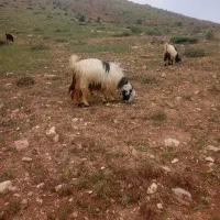 بزداشتی