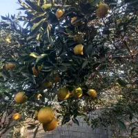 فروش میوه پرتقال سر درختی