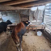 لیشه دورک محلی دو ماه آبستن بسیار ارم خوش خوراک