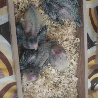 جفت لوتینو مولد با جوجه|پرنده|اسلامشهر, چیچکلو|دیوار