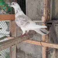 کفتر|پرنده|فردیس, سرحدی|دیوار