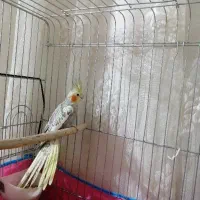 عروس هلندی|پرنده|فاضل آباد, |دیوار