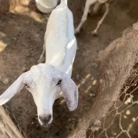 کهره|حیوانات مزرعه|قشم, |دیوار