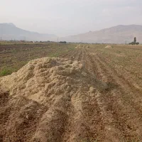 کاه لوبیا
